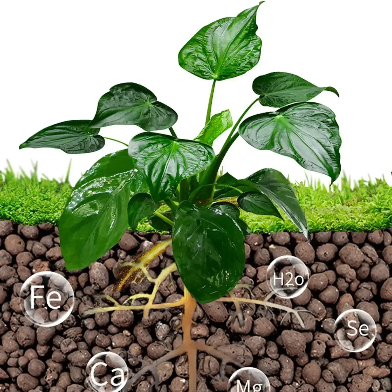 500 جرام/الحزمة كرات ليكا حصى الطين للنباتات، حصى الطين لنمو المائية، #4