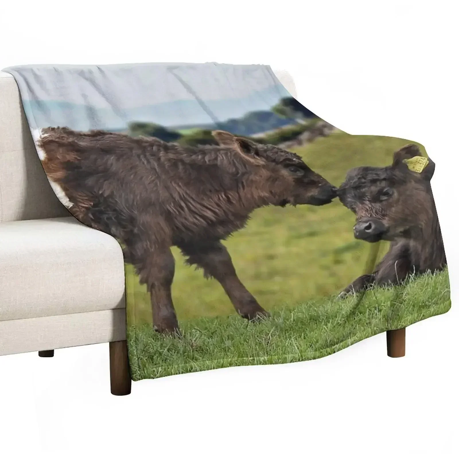 Belted Galloway Throw Blanket Personalized Gift Heavy valentine gift ideas Furrys Tourist Custom Blankets