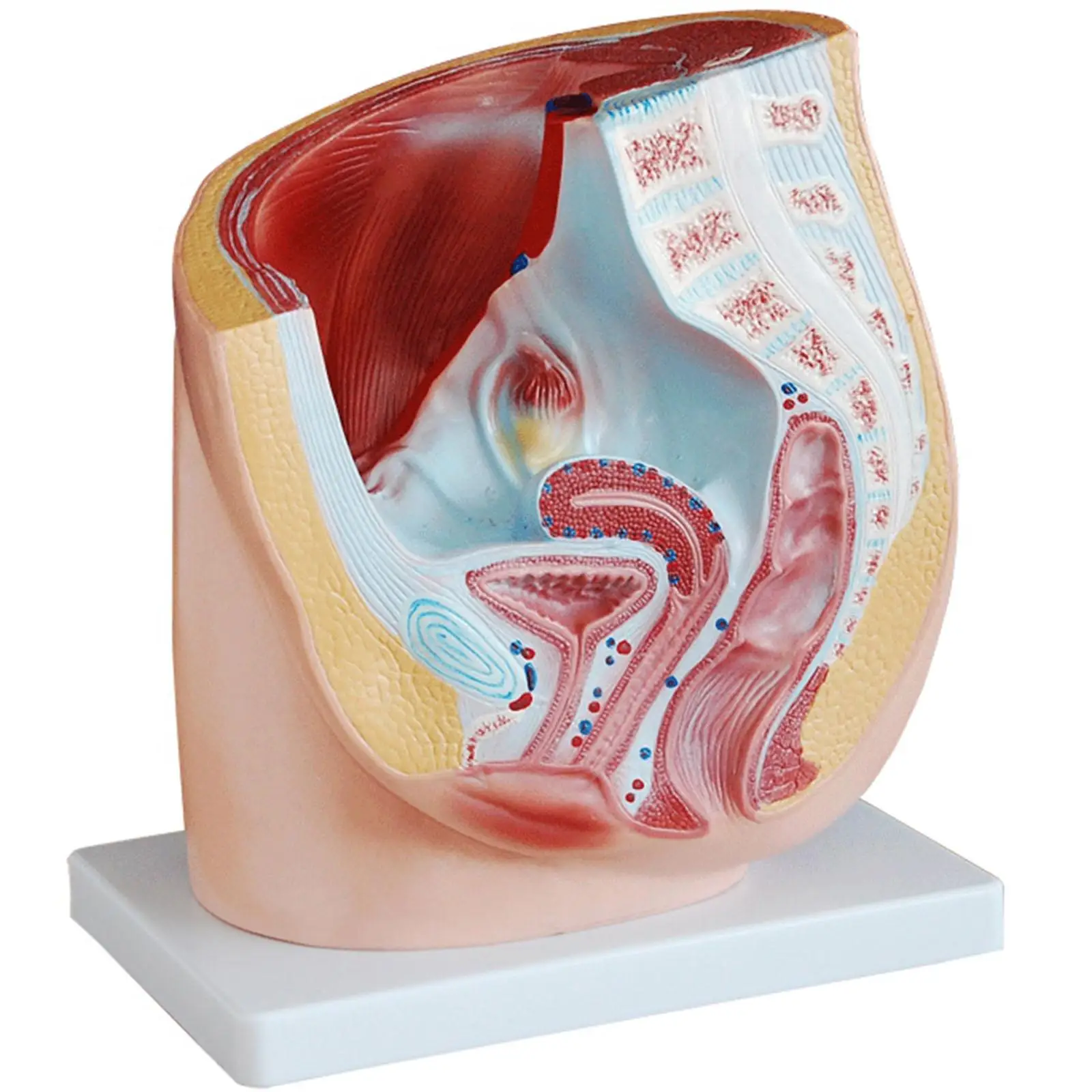 

Human Female Pelvic Cross-Section Anatomical Model - Medical Pelvis Anatomy