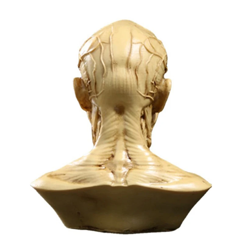 Modelo de cabeza de esqueleto muscular humano, escultura de Anatomía de cráneo, boceto de arte, suministros de aprendizaje médico, papelería para estudiantes, 1 unidad