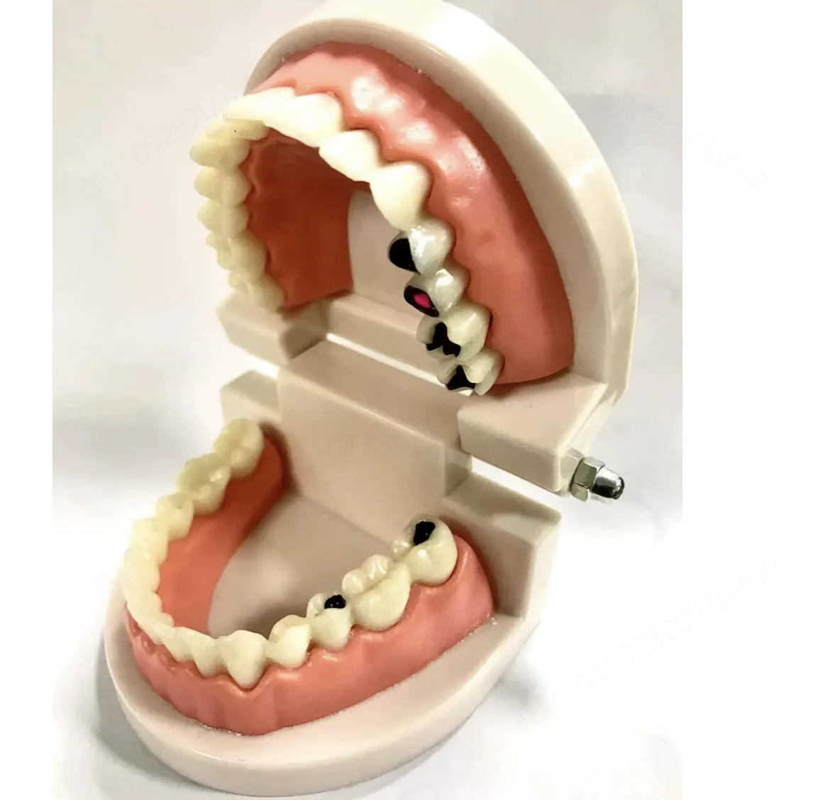 Teaching Practice Model, Oral Denture Demonstration Model, Professional  Tools & Appliance Materials