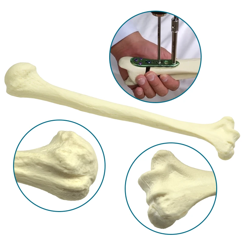 

Bone Model Humerus Practice Model for Drilling Cutting Foam Cortical Shell Bone Model