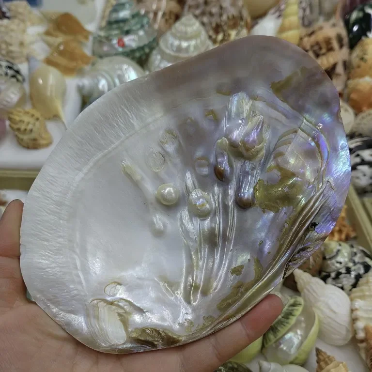 Natural Conch Shell Pearl Oyster Pearl Clam Shell Fish Tank Aquarium Landscaping Shell Creative Plate Soap Box