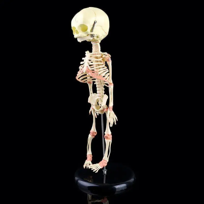 R53C Single for Head Baby Skull Human Research Model Skeleton Anatomical Anatomy Teaching Study Display