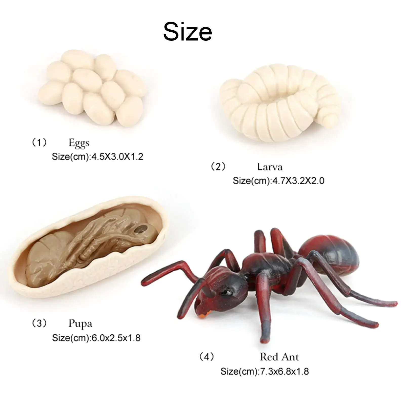 Toy Growth Cycle Model Set Ant Figures for Kids Classroom Education