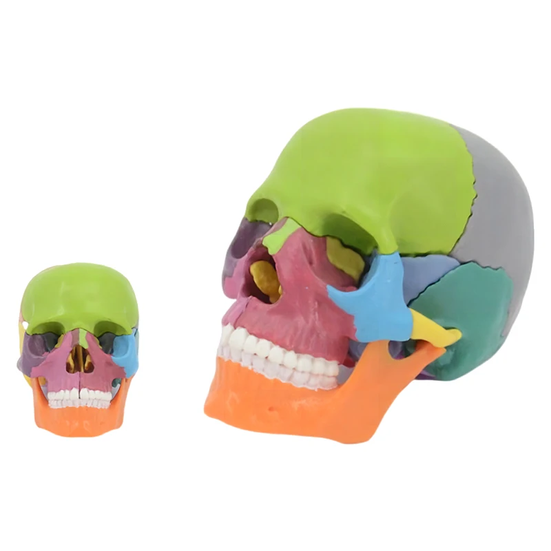 15pcs / set 4D Detachable Color Mini Skull Anatomy Model Detachable Medical Teaching Tool