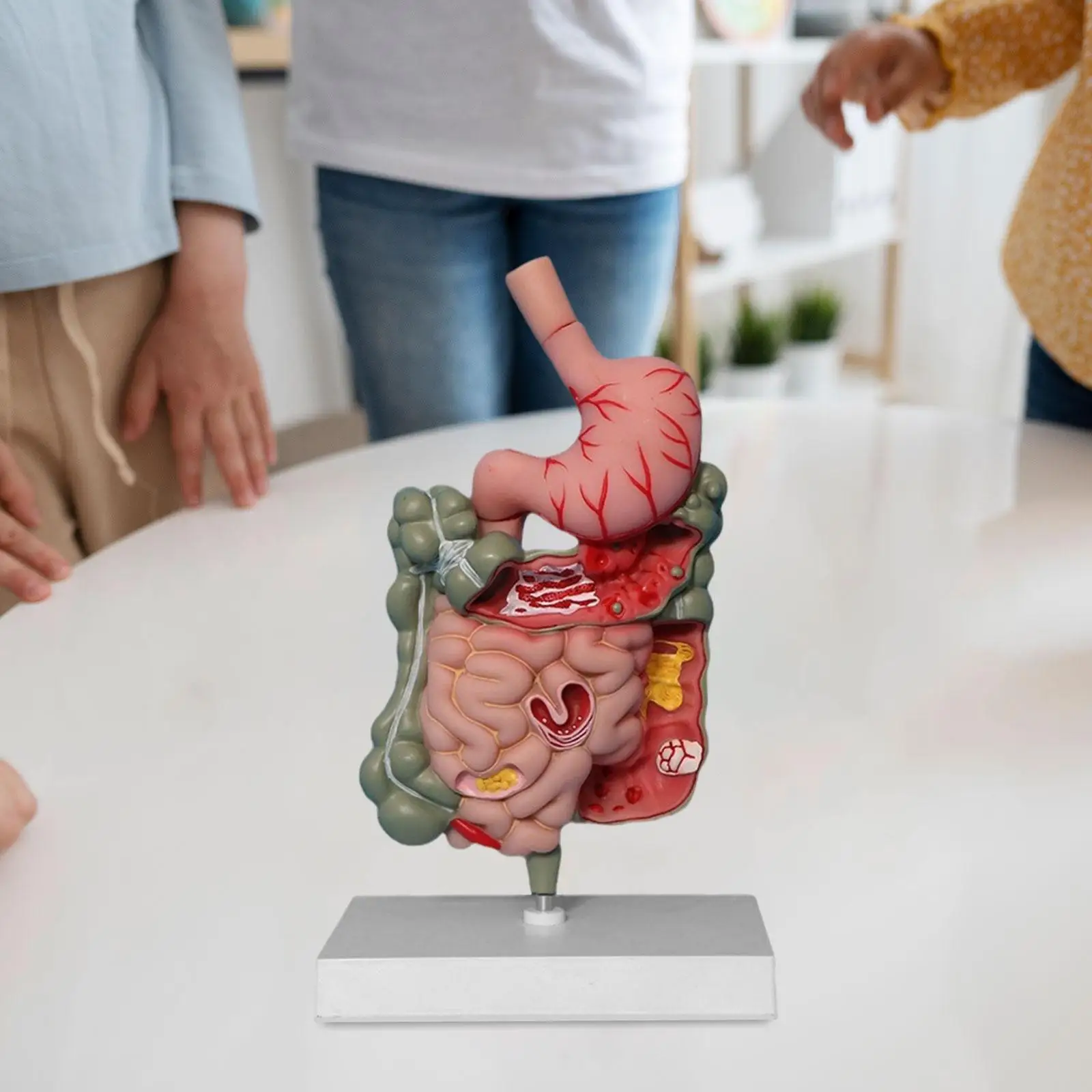 

Human Digestive System Model Stomach Section PVC Sturdy Scientific Stomach Model Classroom Science Study Display