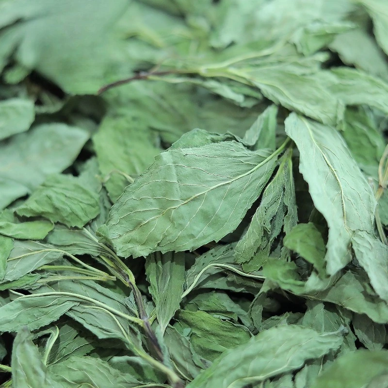 أوراق النعناع الجديدة