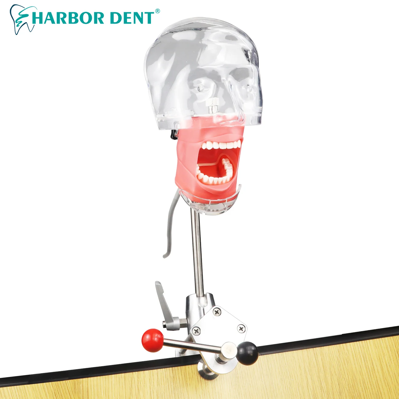 

Dental Simulator Head Mold Clamp Table Type Phantom Manikin For Dentist Teaching Practice Training Study Dentistry Equipment