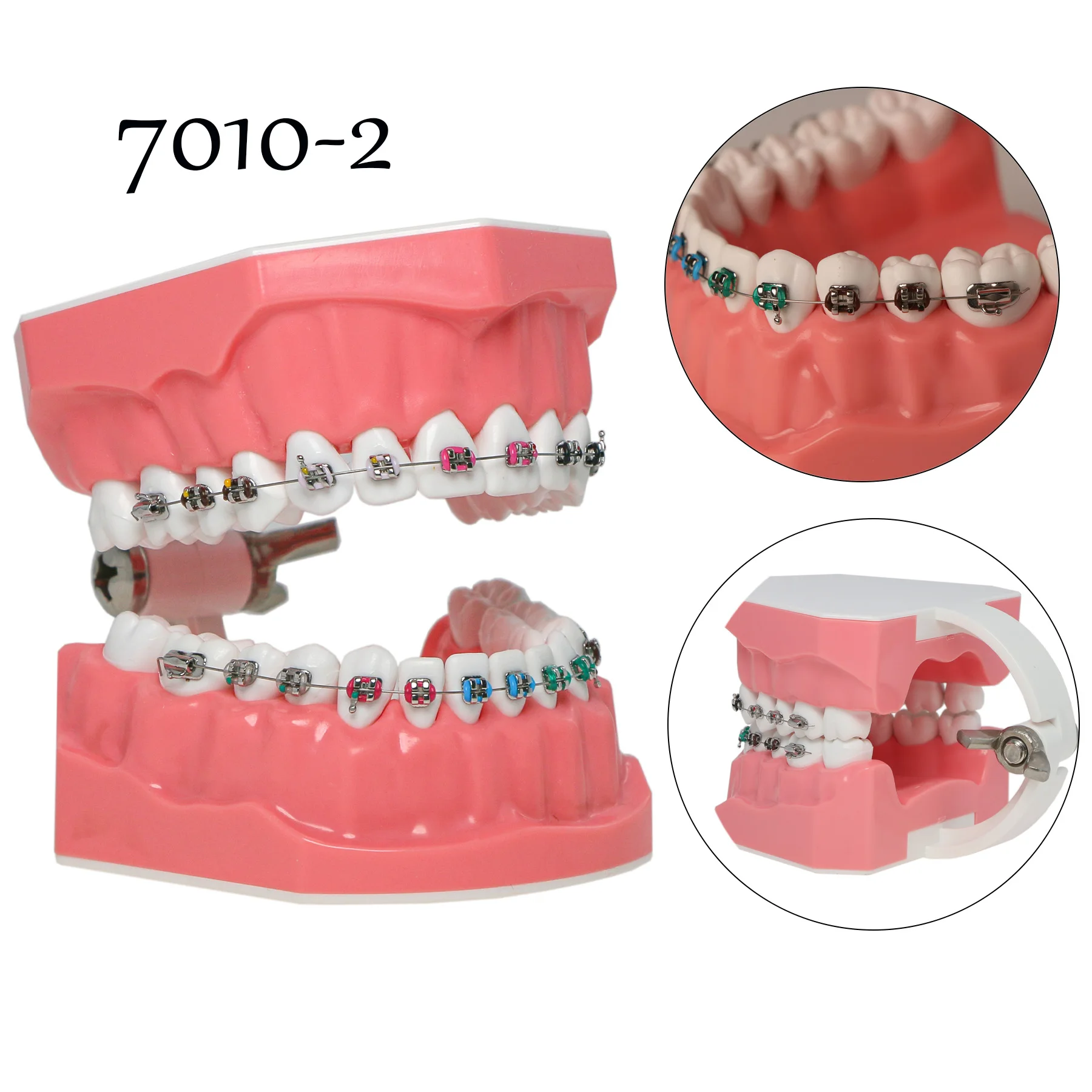 Modelo de dentes ortodônticos Typodont dentários 1:1, demonstração padrão, ensinar estudo com laços de ligadura de arco, suportes de metal, tubo bucal