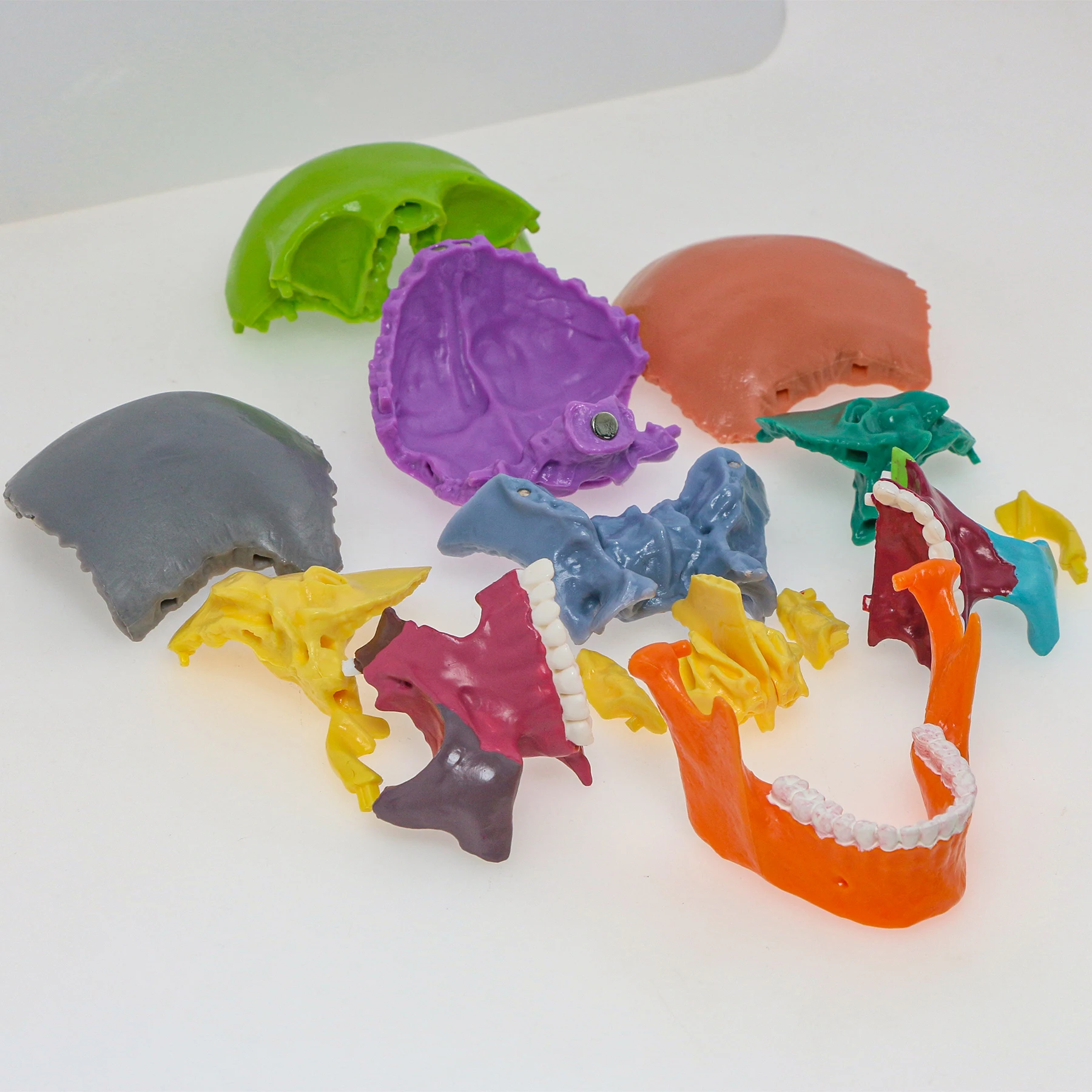 M5022 Colorful 15 Parts  Model Anatomical Anatomy Medical Teach Skeleton