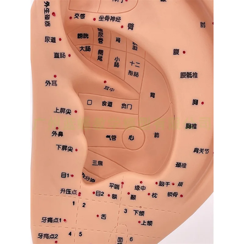 

22cm Ear Model Acupuncture Points Auricular Model Ear Acupuncture Point Model Ear Auricle Massage Therapy