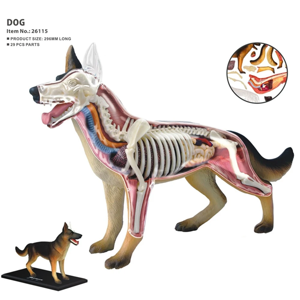 Modelo de anatomía de órganos animales, juguete de ensamblaje de inteligencia de perro 4D, modelo de anatomía de enseñanza, aparatos científicos populares DIY