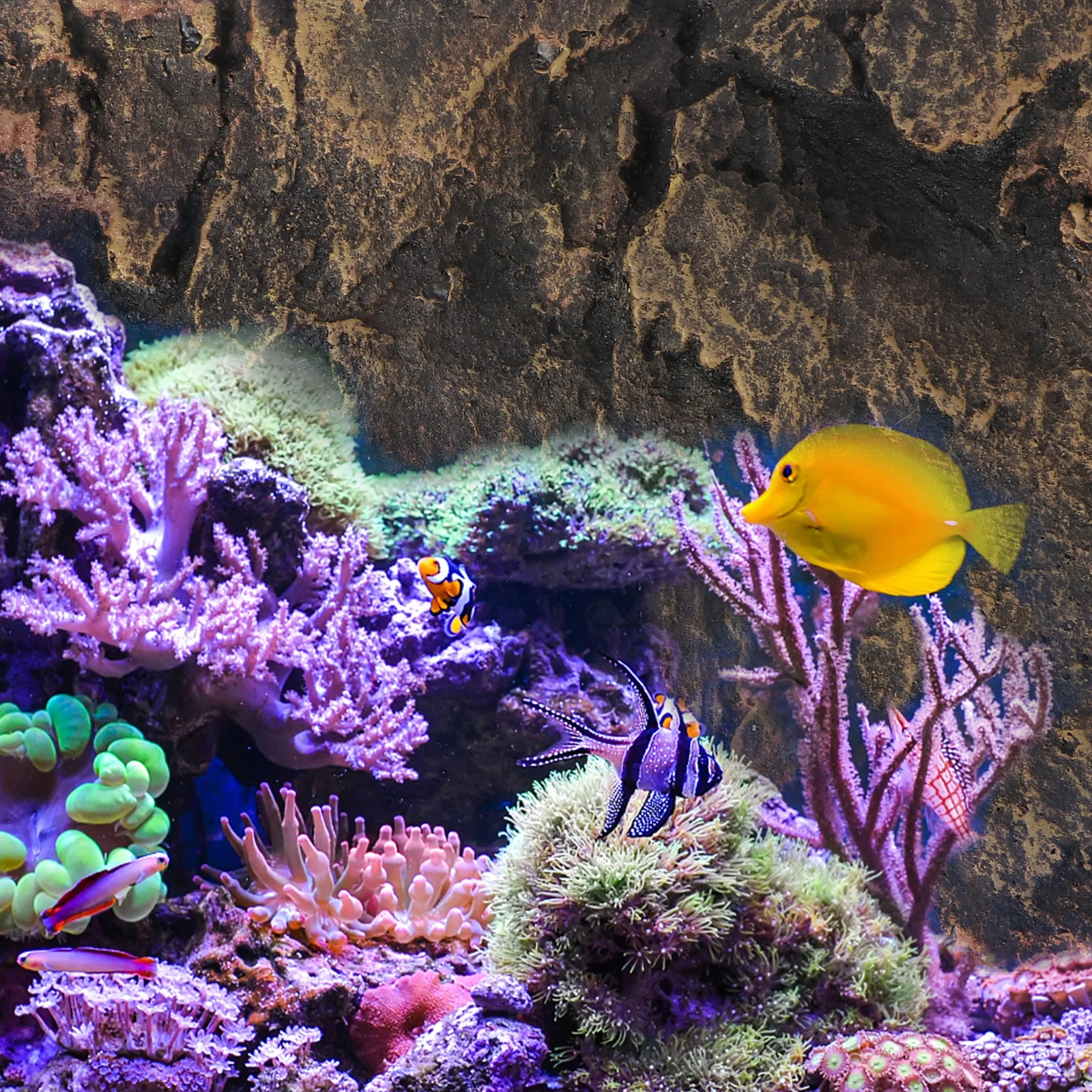 

Reptile Tank Decoration 3D Background Board Stylish Aquarium Display PU Material Durable Fade Resistant Beautiful Scenery