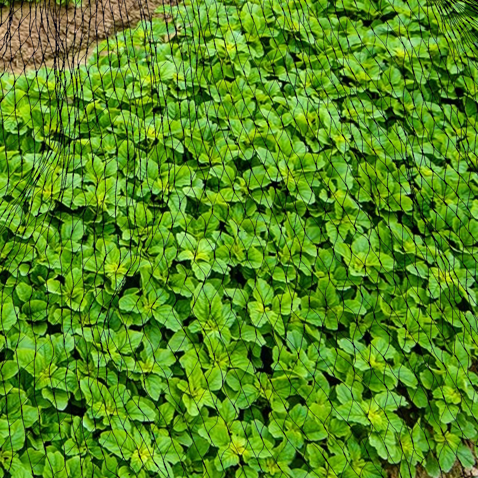 

2Pcs Pond Leaf Netting Black Heavy Duty Protective Fruit Vegetable Bird Fence Nettings Fence Nettings