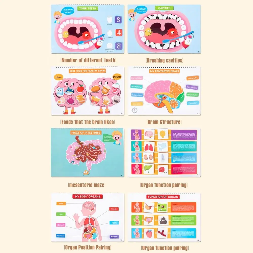 

Интерактивная обучающая структура тела, занятая книга, отрывная книга, раннее образование, тихая книга, клейкая книга, когнитивное развитие