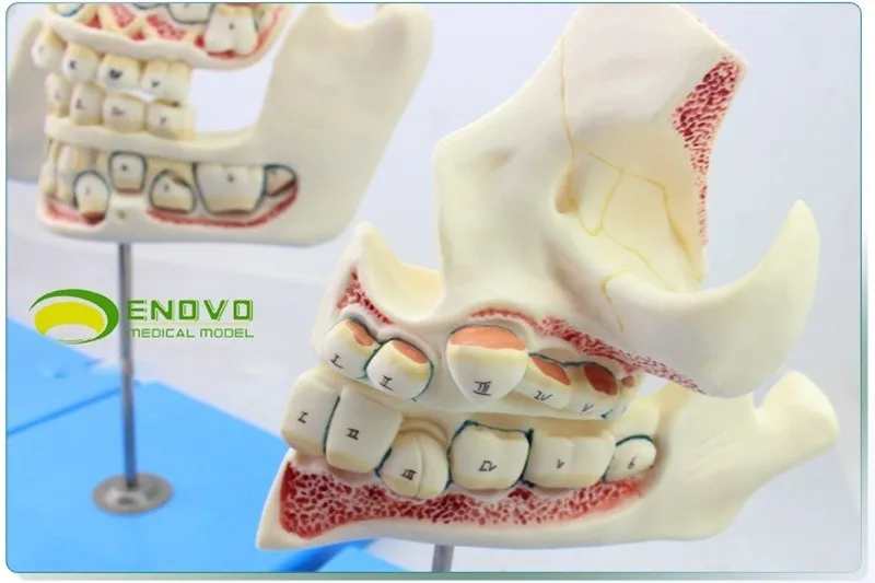 Child dentition and jaw development model deciduous permanent teeth infant oral dental care model