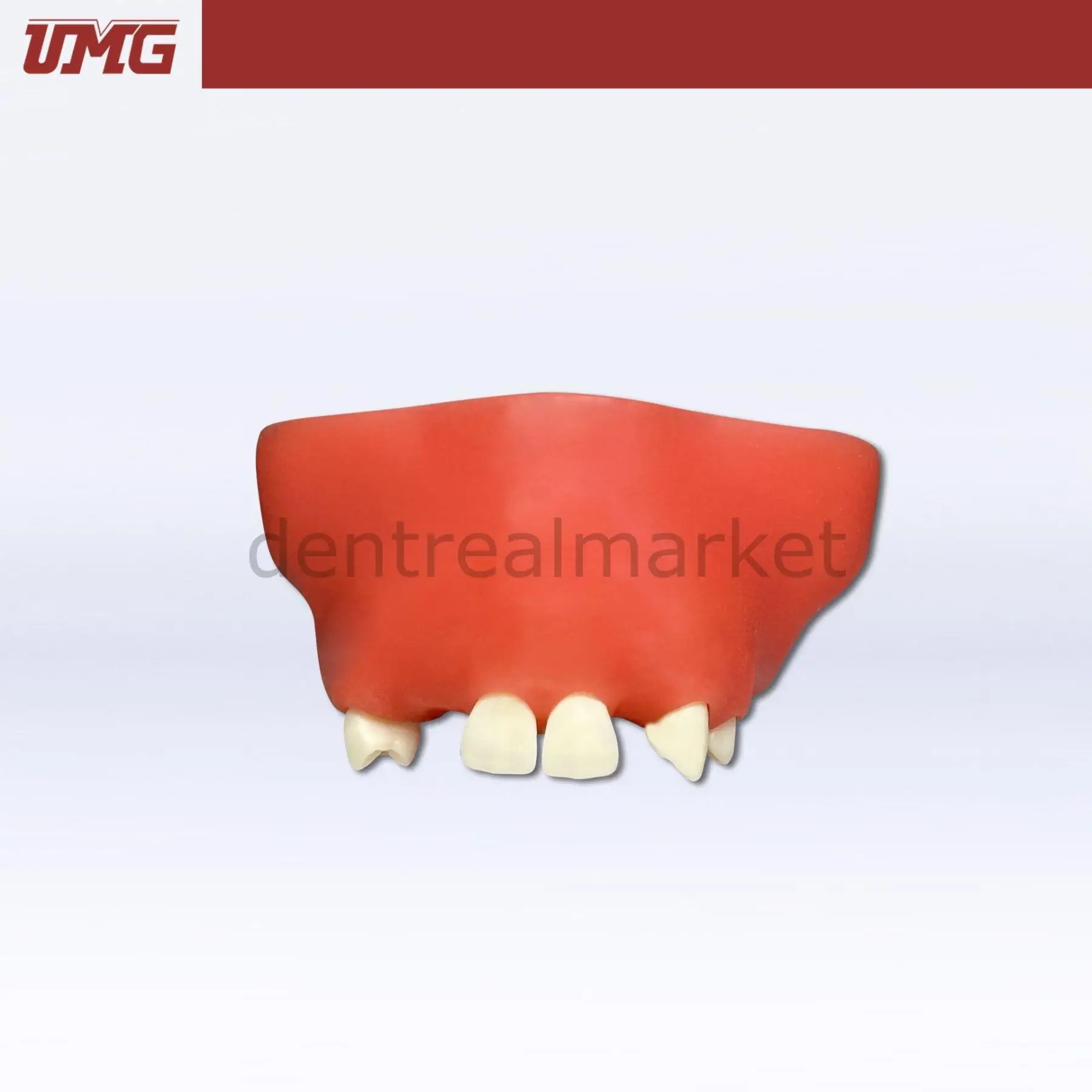 UMG Dental - Umg Model Sine Lift Training Model - UM-2014