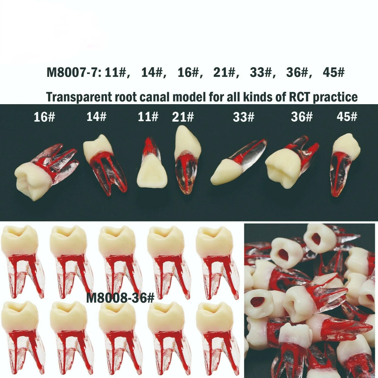 

Dental Root Canal Study Endo Root canal model for all kinds of RCT/MTA Practice