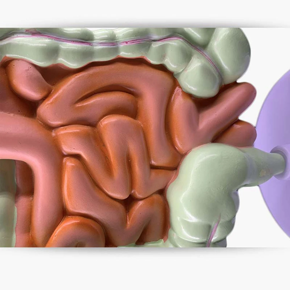 Imagem -05 - Modelo do Sistema Digestivo Humano Anatomia Intestino Grande Reto do Cecum Estrutura dos Órgãos Internos Estômago