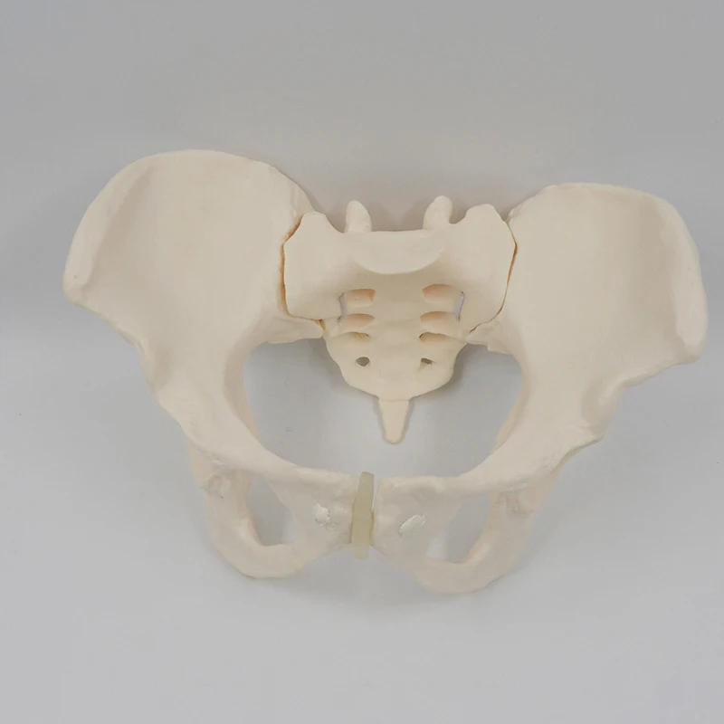 New Flexible Female Pelvis Model Human Skeleton Model Specimen Hip Skeleton Anatomy Medical Tool School Used 1:1 Pubis Skeletal
