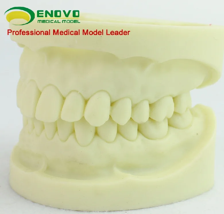 Professional Dental Training Tool for Tooth Preparation Practice with High-Quality White Corundum Teeth Model