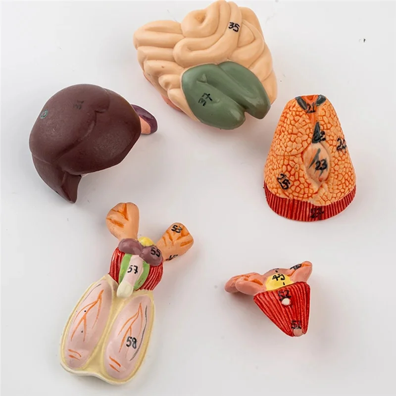 A29F-Rat Modello di Anatomia Mouse Bianco Organo Interno Struttura Anatomia Biologia Insegnamento Sperimentale Animale Allevamento Anatomico