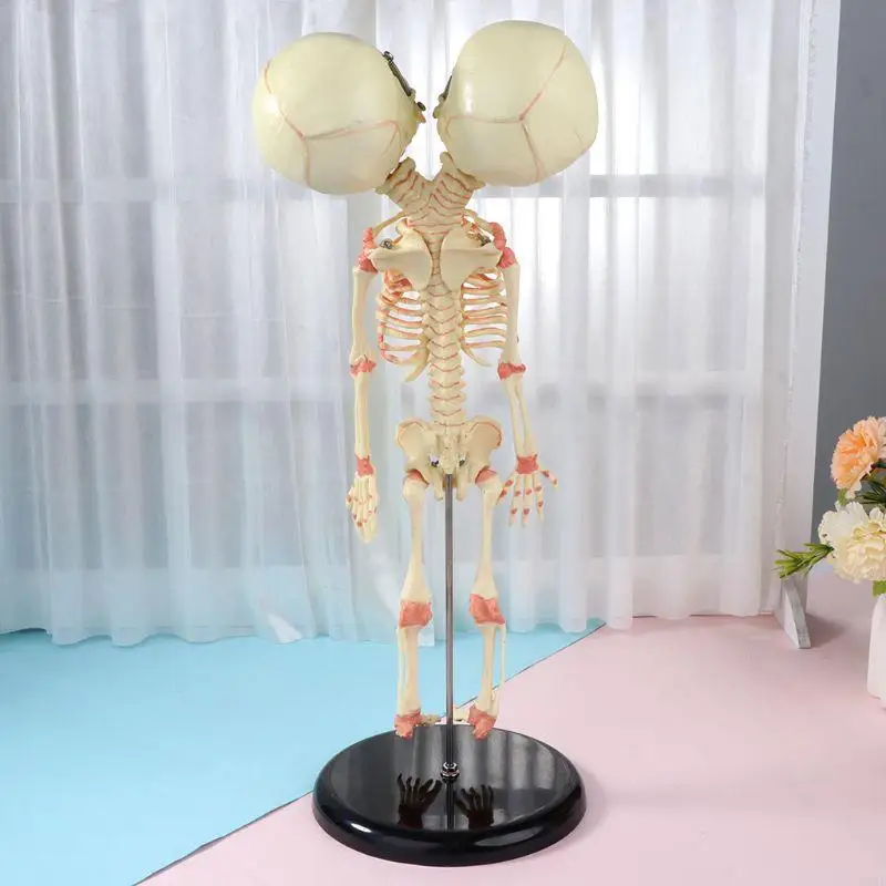W89C 37 Human Double para Head Baby Skeleton Anatomy Anatomy Study Teach
