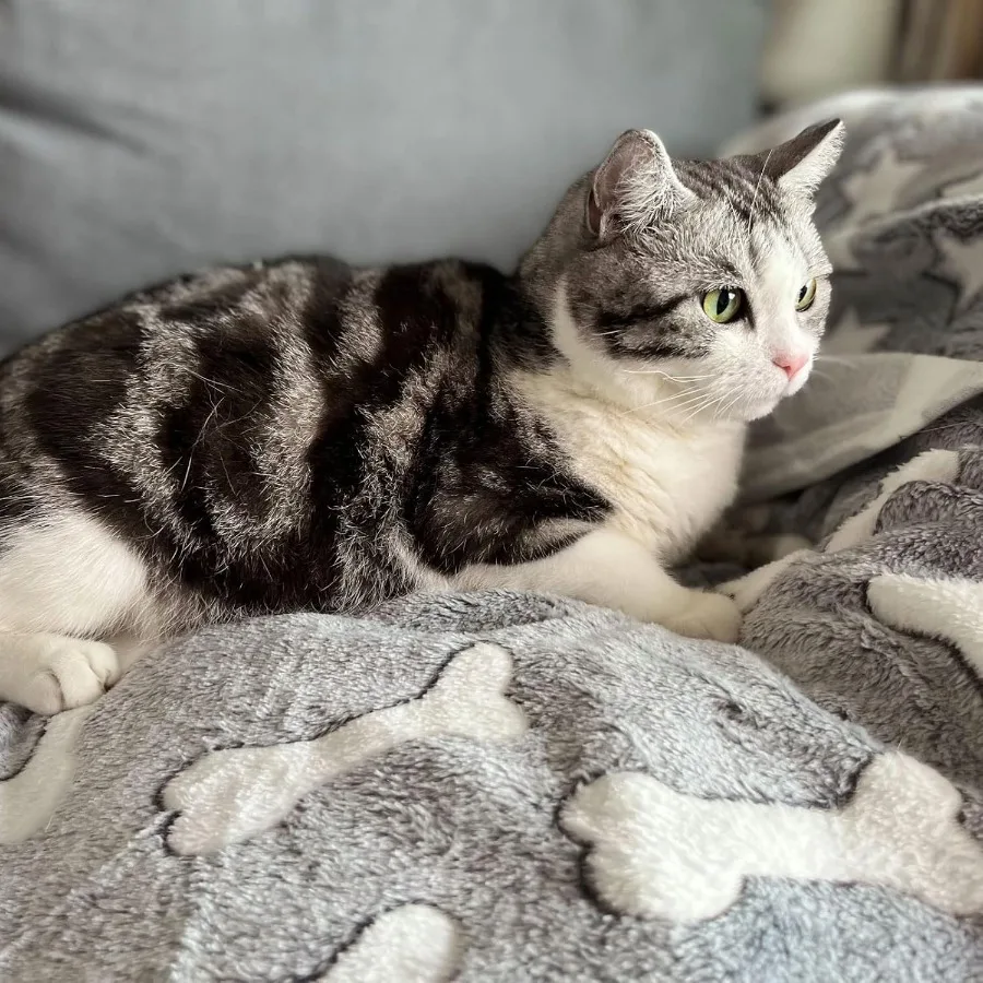 1 упаковка, 3 одеяла для щенков, супермягкий теплый коврик для сна, серое милое одеяло с принтом, пушистое флисовое одеяло для домашних животных, фланелевые одеяла для собак