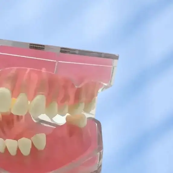 

Учебная модель зубов для стоматологов: Стандартная модель с подвижными зубами