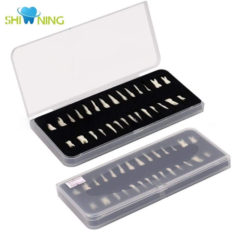 

Стоматологическая модель зубов для взрослых, полный рот, 1:1, модель постоянного зуба с корнем, верхние нижние зубы для демонстрационного обучения, учебы