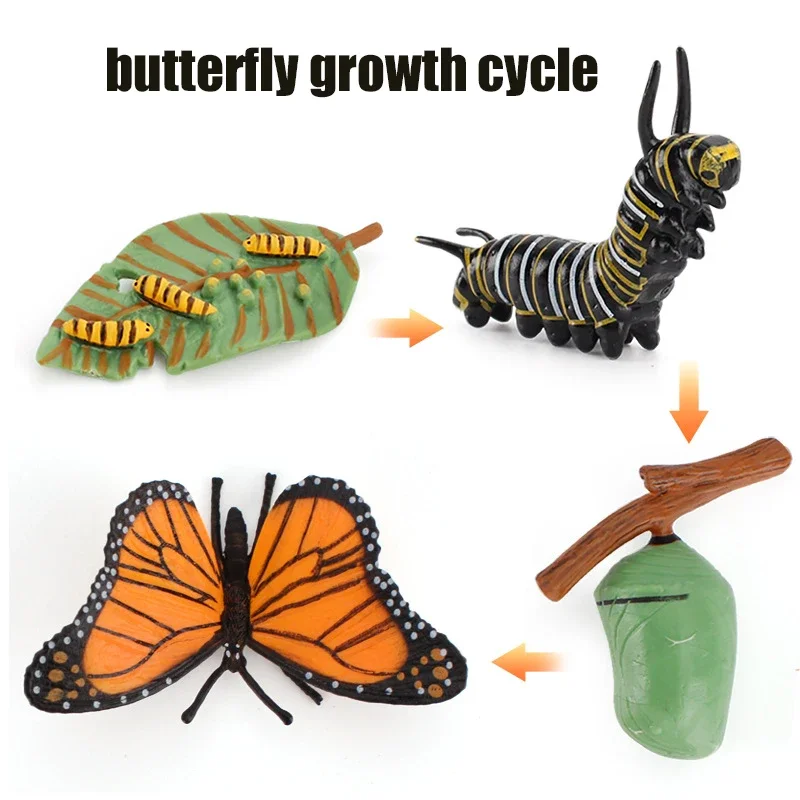 Animal Life Cycle Board Kinderspeelgoed Montessori Leermiddelen Plant Animal Growth Cycle Model Set voorschoolse cognitieve speelgoed