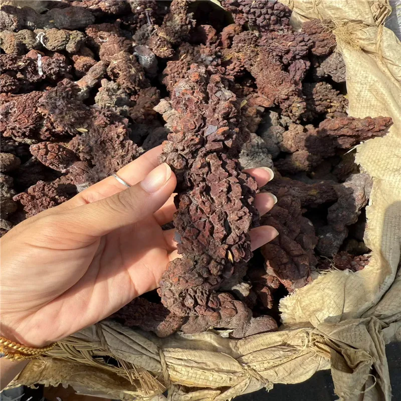 1000g COPROLITE Fossilized Dinosaur Poop Specimen Fossil Madagascar