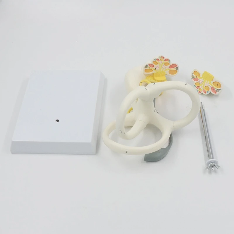Inner ear labyrinth magnification model Cochlea vestibular otology Neurootology display model