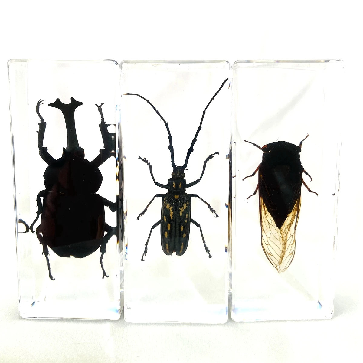 

Super Large insect specimens kindergarten museum children's resin early education observation supplies scorpion spider ornaments