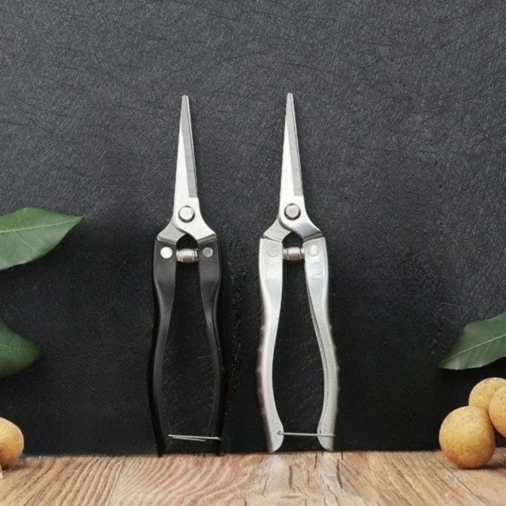 Horticultural Fruit Scissors Stainless Steel Spray Painting Handle Short Blade Straight Head Fruit Picking Shears for Pepper