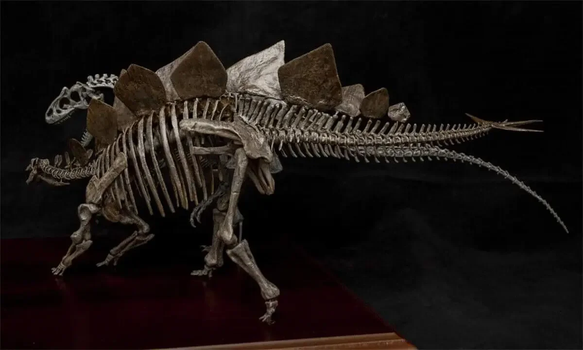 VWUVWU 1/20 Stegosaurus VS Allosaurus Model Dinosaur Skeleton Animal Collector Desk Scene Decoration GK Birthday Gift Adult Toy