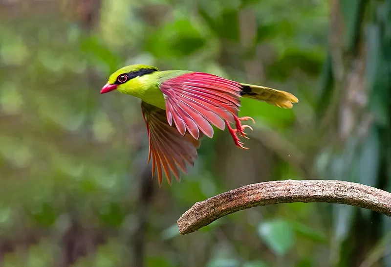 2쌍의 Gemfan 5128 프로펠러 - 3블레이드 새로운 업그레이드(51366 대체), FPV 멀티로터 RC DIY용 고속