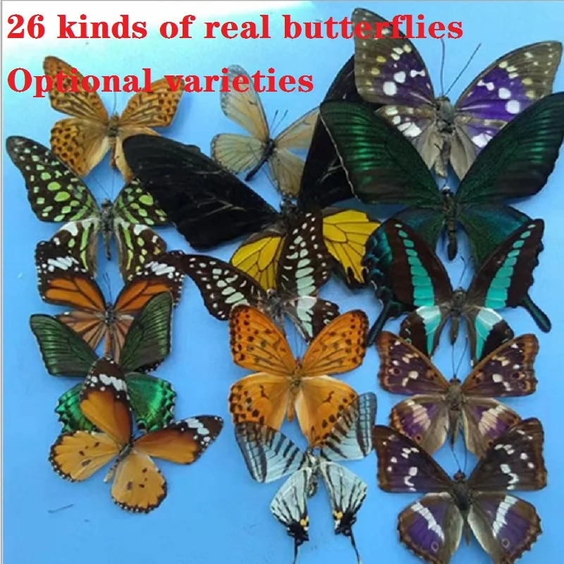 26 Kinds of optional real butterflies, butterfly specimens, butterfly specimen bookmarks, handmade DIY for children