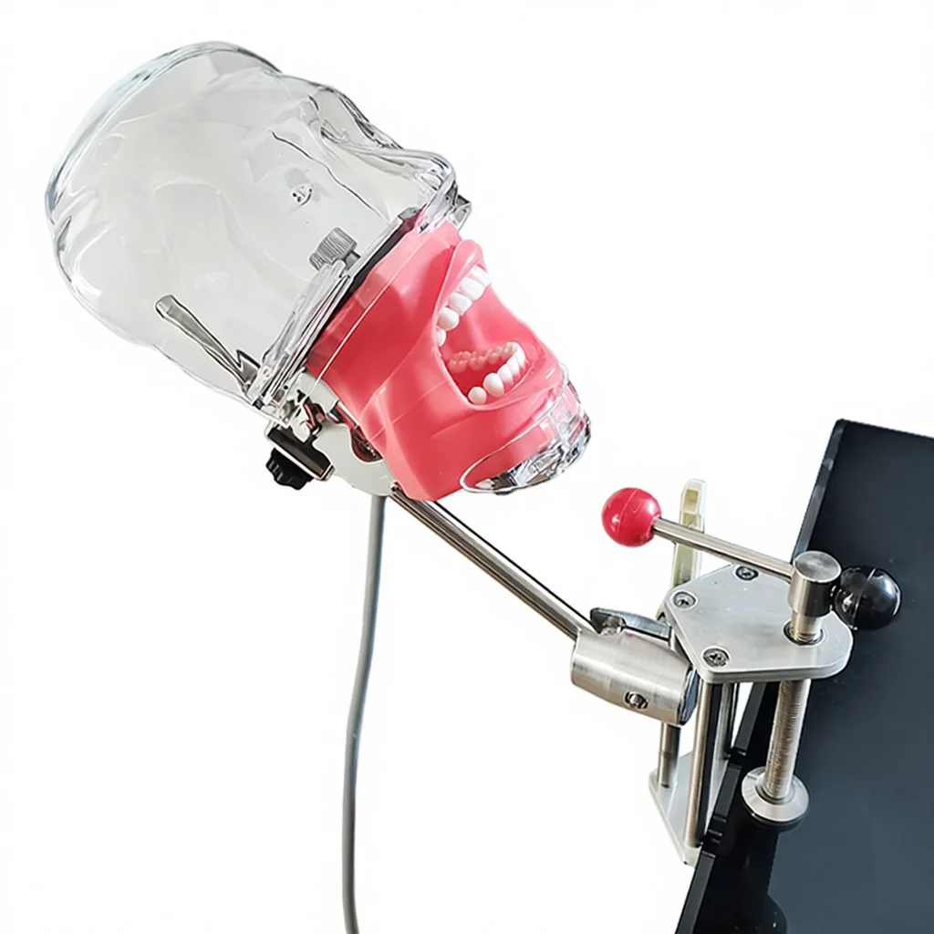 Head Model Dental Simulator Manikin Phantom Surgical Dental Phantom Teeth Model For Studying Dentist Practice Dentistry Teaching