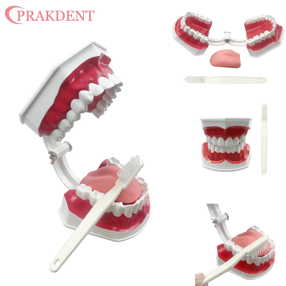 Dental Model Kindergarten Teaching Brushing Model Children's Early Education Brushing Model Dental Demonstration Structure 1pcs