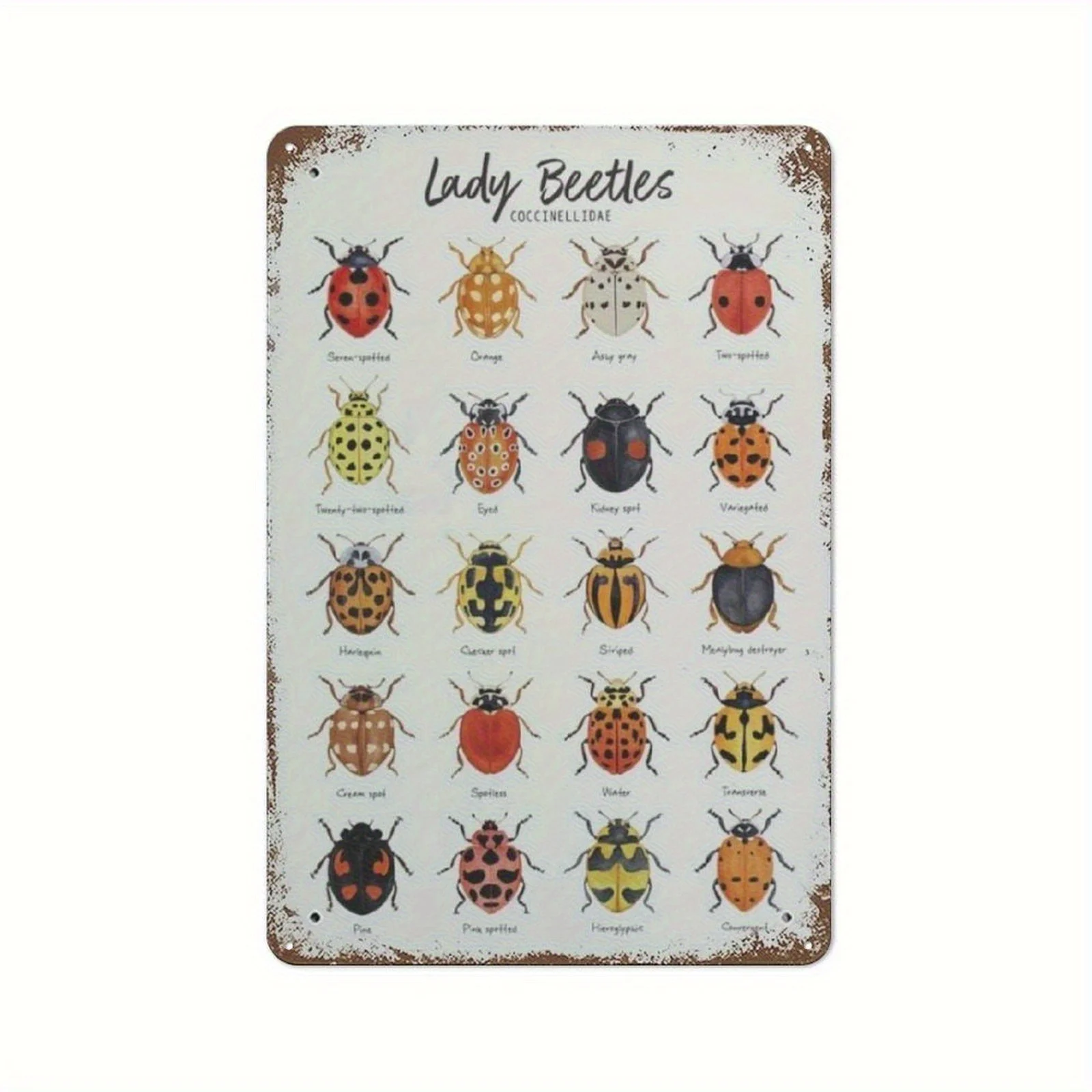 2D Flat, Vintage Metal Tin Sign- Lady Beetles Ladybugs Ladybirds Educational Chart with Scientific Names, Rustic Iron Wall Art f