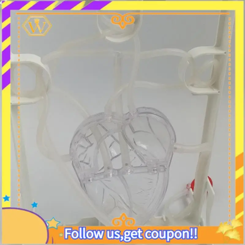 

Latest-Heart Circulation Model Simulation Science Education For Students Classroom EDU Science Human Body Anatomy Organ Model