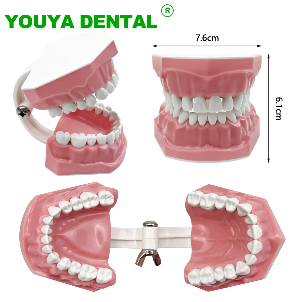 Standardowy model dentystyczny Szczotkowanie zębów Nauczanie protez Model Szczotkowanie nitkowania Praktyka Typodont Stomatologia Demonstracja Studium