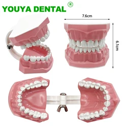 Modelo dental estándar, cepillado de dientes, enseñanza, modelo de dentadura, cepillado, práctica de hilo dental, estudio de demostración de odontología Typodont