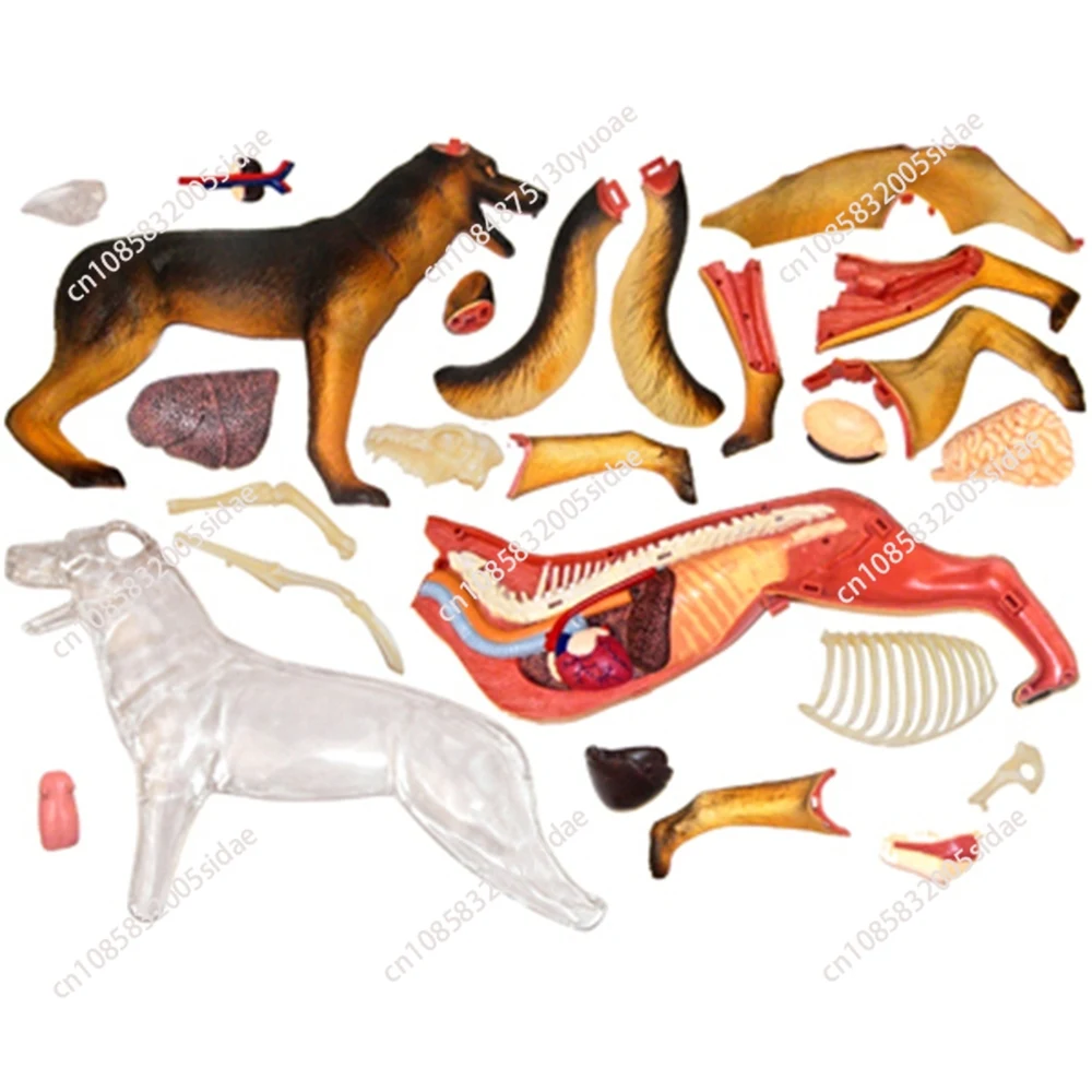 Animal Organ Anatomy Model 4D Dog Intelligence Assembling Toy Teaching Anatomy Model DIY Popular Science Appliances