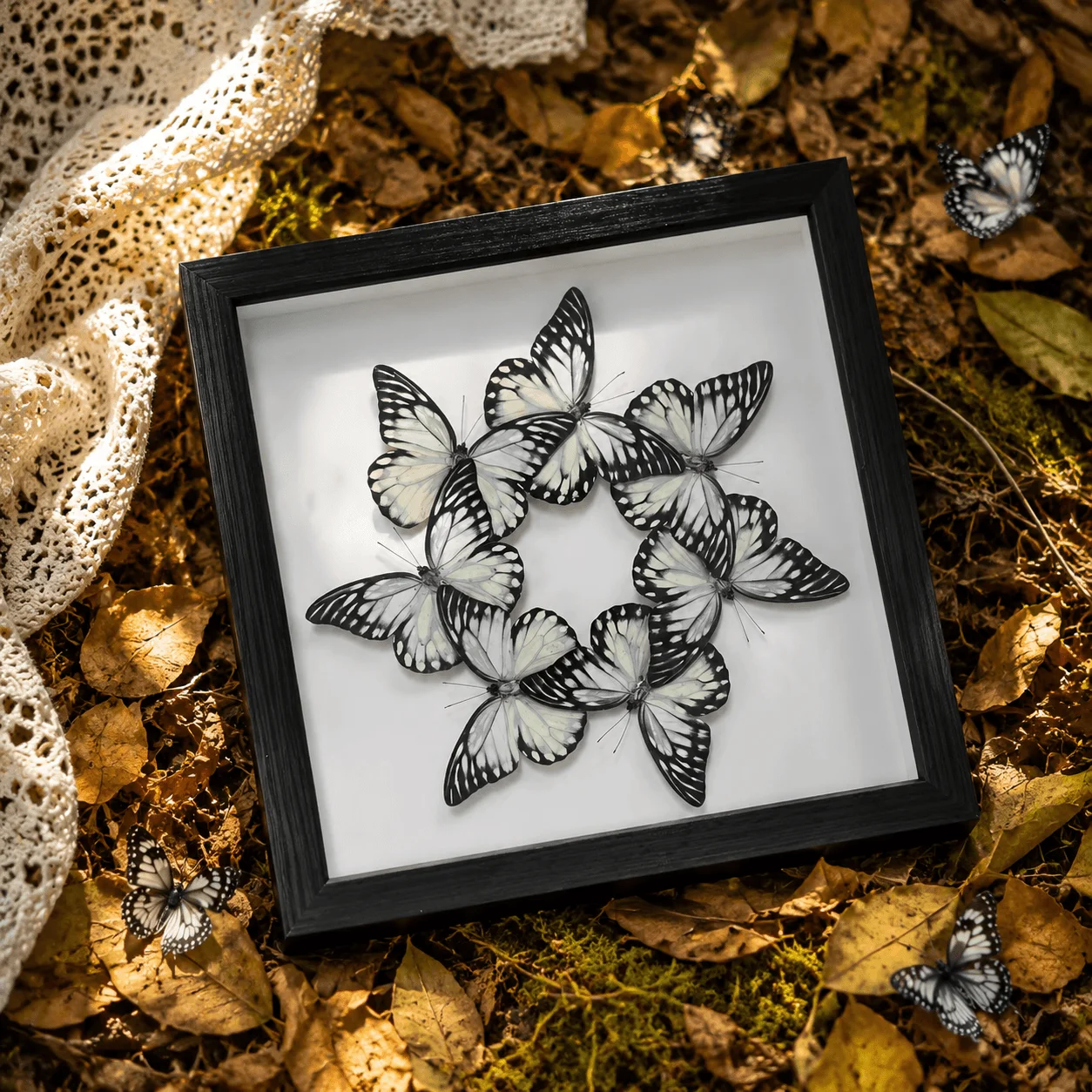 Framed Real Glassy Tiger Butterfly Shadow Box, 10 Inch Circular Parantica Aglea Wall Art, Monochrome Minimalist Home Decor