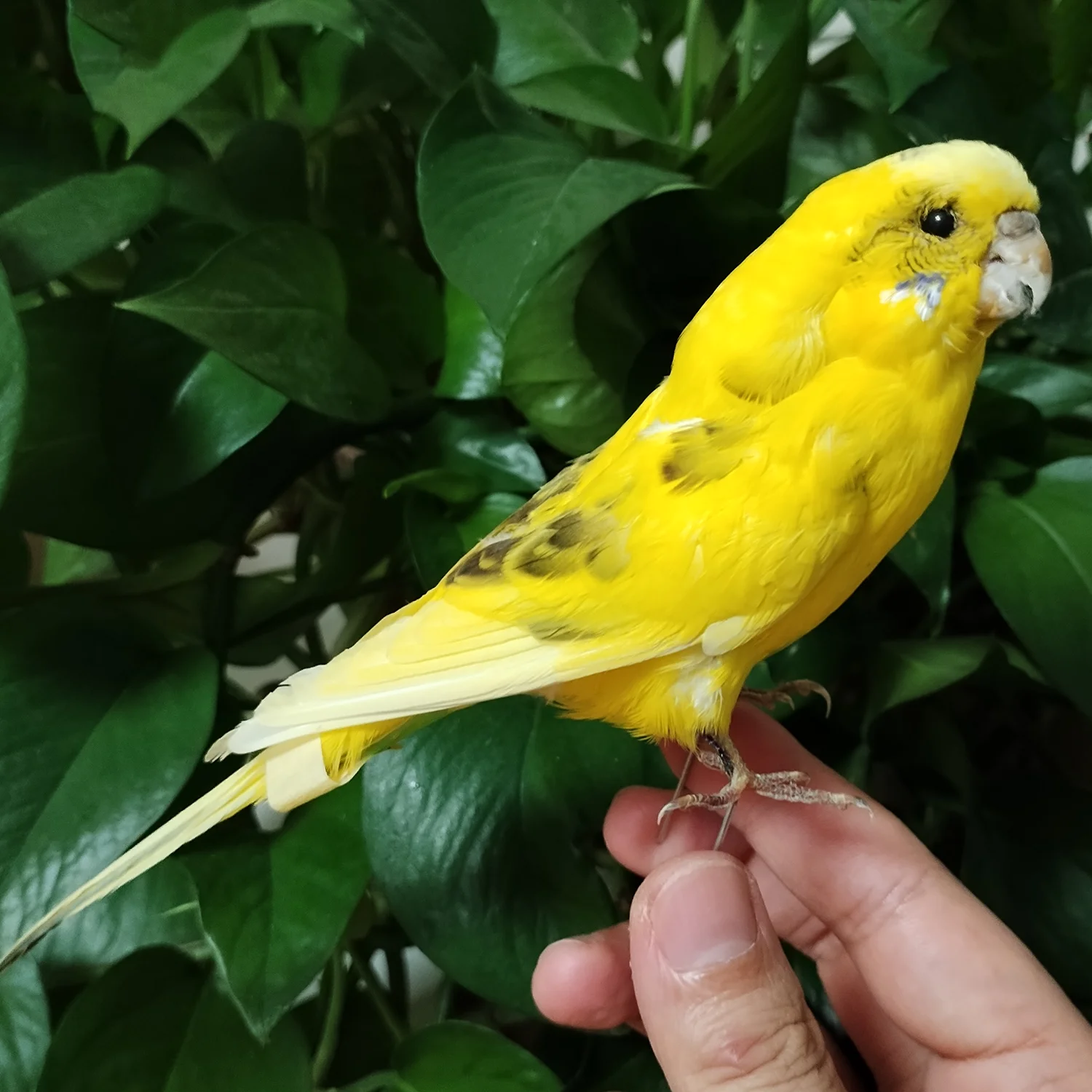Stand Bird Natural Parrot Feathered Bird Taxidermy Home Decor Training Tool Special Gifts