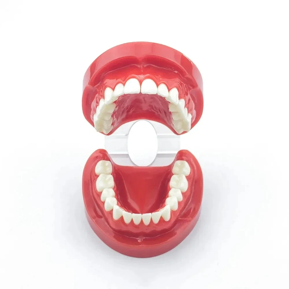 

Adult Standard Typodont Demonstration Teeth Model #7004 #7008 Dentals Study Teach Model