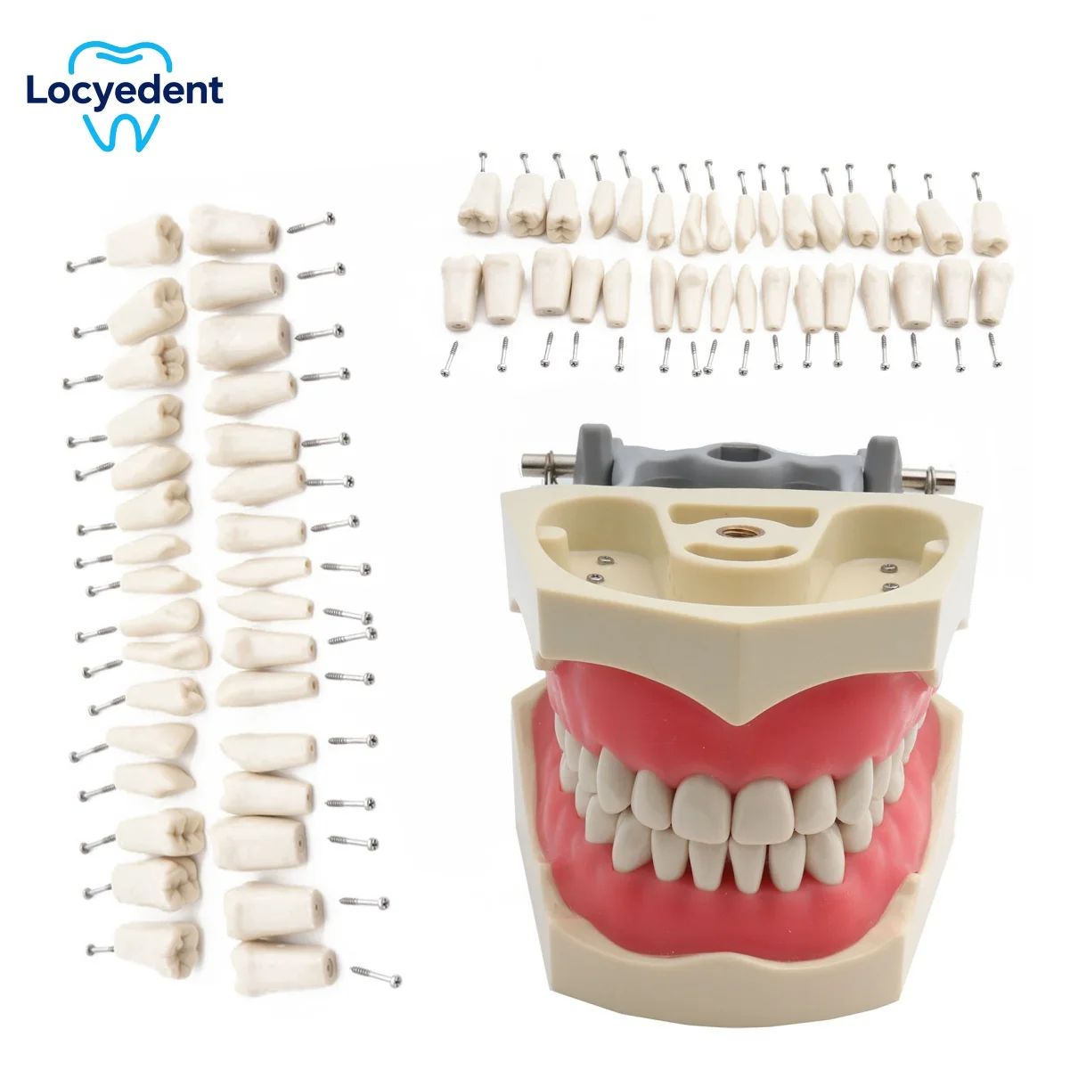 Dental Teeth Model Replacement Screw-in Standard Typodont Practice Filling Restoration Frasaco Jaws AG3 Original Type